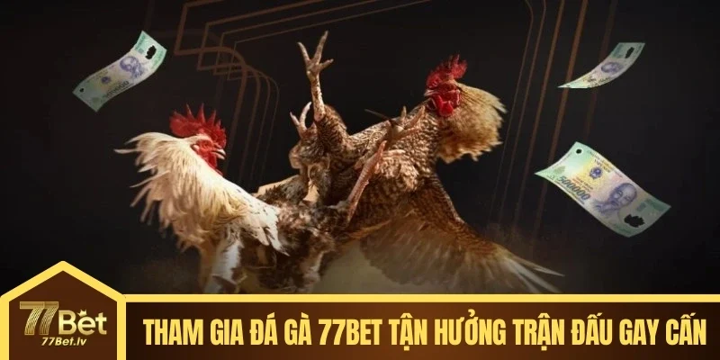 Tham gia đá gà 77BET tận hưởng trận đấu gay cấn